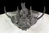 Alien Looking Spiny Quadrops Trilobite - #69576-2